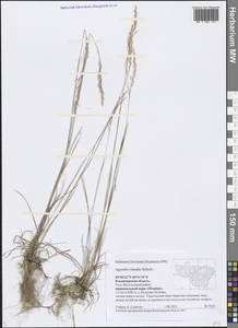Agrostis vinealis Schreb., Eastern Europe, Central region (E4) (Russia)