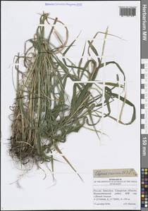 Elymus caninus (L.) L., Eastern Europe, Middle Volga region (E8) (Russia)