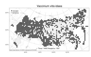Vaccinium vitis-idaea L., Atlas of the Russian Flora (FLORUS) (Russia)