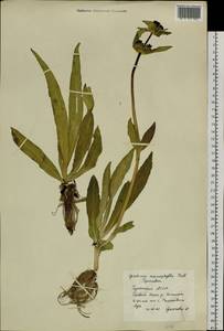 Gentiana macrophylla Pall., Siberia, Baikal & Transbaikal region (S4) (Russia)