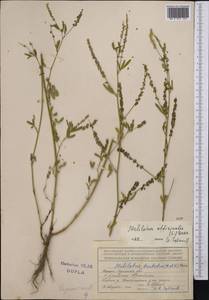 Melilotus officinalis (L.) Lam., Middle Asia, Northern & Central Tian Shan (M4) (Kyrgyzstan)