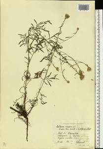Centaurea arenaria M. Bieb. ex Willd., Eastern Europe, North Ukrainian region (E11) (Ukraine)