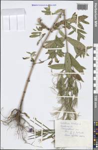 Epilobium hirsutum L., Eastern Europe, Moscow region (E4a) (Russia)