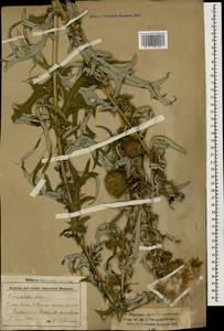 Lophiolepis ciliata subsp. ciliata, Caucasus, Stavropol Krai, Karachay-Cherkessia & Kabardino-Balkaria (K1b) (Russia)