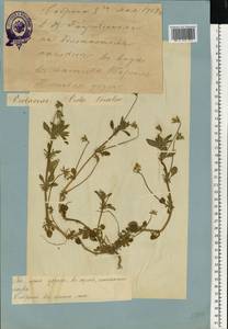 Viola tricolor L., Eastern Europe, Estonia (E2c) (Estonia)