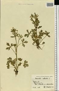Ranunculus sceleratus L., Eastern Europe, Central region (E4) (Russia)
