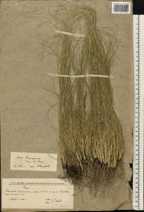 Stipa lessingiana Trin. & Rupr., Eastern Europe, Lower Volga region (E9) (Russia)