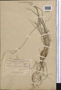 Piptatherum songaricum (Trin. & Rupr.) Roshev., Middle Asia, Muyunkumy, Balkhash & Betpak-Dala (M9) (Kazakhstan)