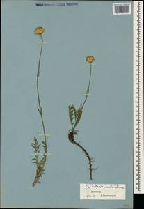 Cephalaria media Litv., Caucasus, Dagestan (K2) (Russia)