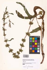 Rumex, Eastern Europe, Moscow region (E4a) (Russia)