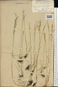 Deschampsia cespitosa (L.) P.Beauv., Eastern Europe, Central forest-and-steppe region (E6) (Russia)