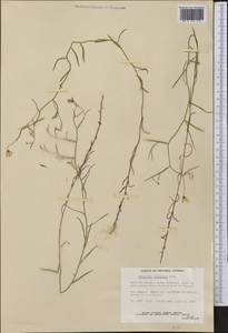 Campanula aparinoides Pursh, America (AMER) (Canada)