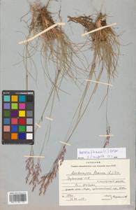 Avenella flexuosa (L.) Drejer, Caucasus, Stavropol Krai, Karachay-Cherkessia & Kabardino-Balkaria (K1b) (Russia)