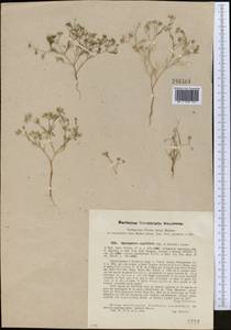 Psammogeton capillifolium (Regel & Schmalh.) Mousavi, Mozaff. & Zarre, Middle Asia, Western Tian Shan & Karatau (M3)