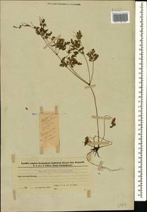 Geranium robertianum L., Caucasus, Azerbaijan (K6) (Azerbaijan)