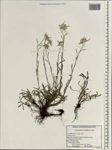Leontopodium junpeianum Kitam., South Asia, South Asia (Asia outside ex-Soviet states and Mongolia) (ASIA) (China)