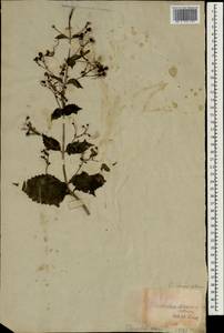 Tripora divaricata (Maxim.) P.D.Cantino, South Asia, South Asia (Asia outside ex-Soviet states and Mongolia) (ASIA) (Not classified)