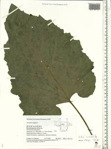 Arctium nemorosum Lej., Eastern Europe, Central region (E4) (Russia)