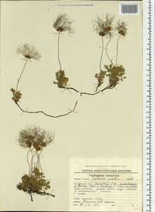 Geum selinifolium (Fisch. ex F. Schmidt) Hultén, Siberia, Chukotka & Kamchatka (S7) (Russia)