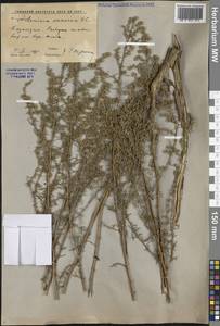 Artemisia arenaria DC., Middle Asia, Northern & Central Tian Shan (M4) (Kazakhstan)