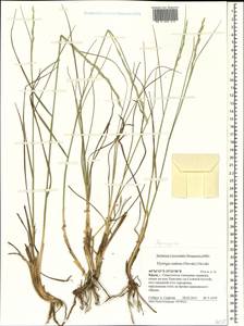Elymus nodosus (Steven ex Griseb.) Melderis, Crimea (KRYM) (Russia)