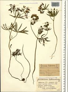 Geranium tuberosum L., Caucasus, Armenia (K5) (Armenia)