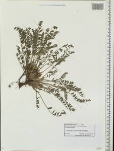 Astragalus dolichophyllus Pall., Eastern Europe, Rostov Oblast (E12a) (Russia)