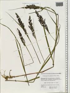 Calamagrostis purpurea (Trin.) Trin., Eastern Europe, Northern region (E1) (Russia)