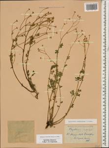 Tanacetum parthenium (L.) Sch. Bip., Caucasus, Armenia (K5) (Armenia)