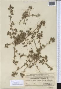 Chenopodium vulvaria L., Middle Asia, Western Tian Shan & Karatau (M3) (Kazakhstan)