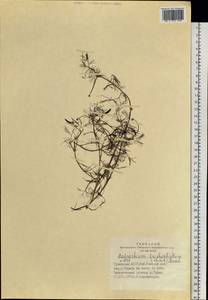Ranunculus trichophyllus Chaix, Siberia, Altai & Sayany Mountains (S2) (Russia)