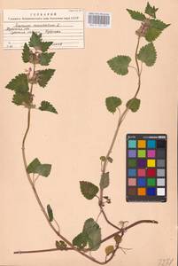 MHA 0 154 537, Lamium maculatum (L.) L., Eastern Europe, Central region (E4) (Russia)