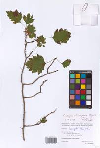 Crataegus ambigua subsp. ambigua, Eastern Europe, Western region (E3) (Russia)