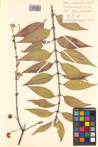 Euonymus maackii Rupr., Siberia, Russian Far East (S6) (Russia)