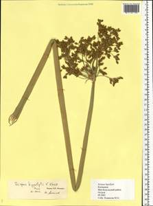 Schoenoplectus lacustris subsp. hippolyti (V.I.Krecz.) Kukkonen, Eastern Europe, Lower Volga region (E9) (Russia)