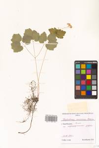 Thalictrum simplex subsp. amurense (Maxim.) Hand, Siberia, Russian Far East (S6) (Russia)