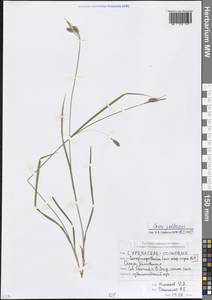 Carex pallescens L., Caucasus, North Ossetia, Ingushetia & Chechnya (K1c) (Russia)