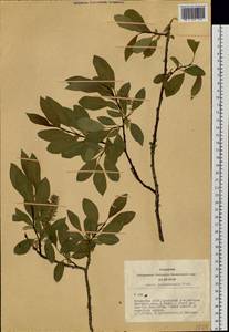 Salix jenisseensis (Fr. Schmidt) B. Floder., Siberia, Altai & Sayany Mountains (S2) (Russia)