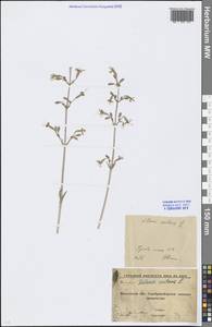 Silene nutans L., Eastern Europe, Moscow region (E4a) (Russia)