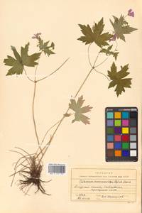 Geranium maximowiczii Regel & Maack, Siberia, Russian Far East (S6) (Russia)