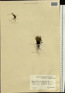 Myosotis alpestris F.W.Schmidt, Eastern Europe, Northern region (E1) (Russia)