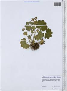 Alchemilla conglobata H. Lindb., Eastern Europe, Central region (E4) (Russia)
