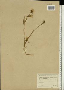 Tragopogon orientalis L., Eastern Europe, Moscow region (E4a) (Russia)