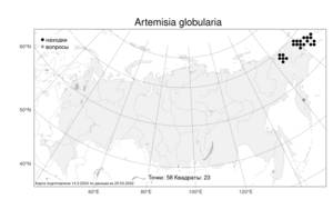 Artemisia globularia Cham. ex Besser, Atlas of the Russian Flora (FLORUS) (Russia)