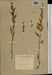 Catolobus pendulus (L.) Al-Shehbaz, Siberia, Baikal & Transbaikal region (S4) (Russia)