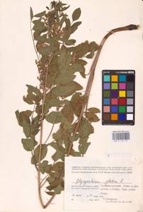 Glycyrrhiza glabra L., Eastern Europe, Lower Volga region (E9) (Russia)