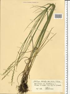 Elymus lolioides (P.Candargy) Melderis, Eastern Europe, Central forest-and-steppe region (E6) (Russia)