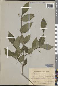 Lonicera maximowiczii (Rupr.) Regel, Siberia, Russian Far East (S6) (Russia)