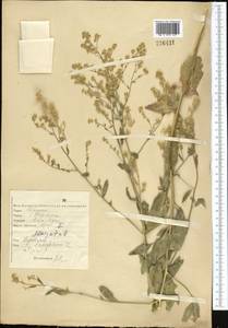 Lepidium latifolium L., Middle Asia, Northern & Central Kazakhstan (M10) (Kazakhstan)