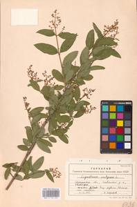 Syringa vulgaris L., Eastern Europe, South Ukrainian region (E12) (Ukraine)